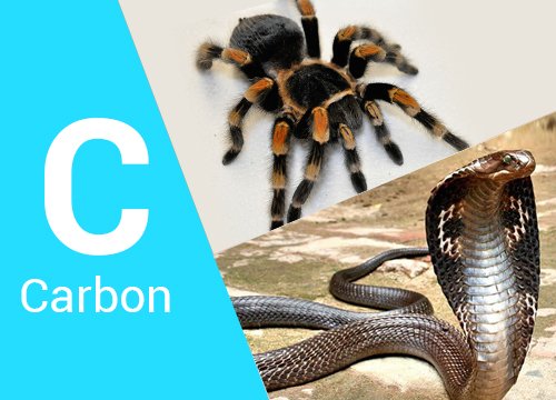 Group Study on Carbon, Spider & Snake Remedies by Dr. Kishore Mehta