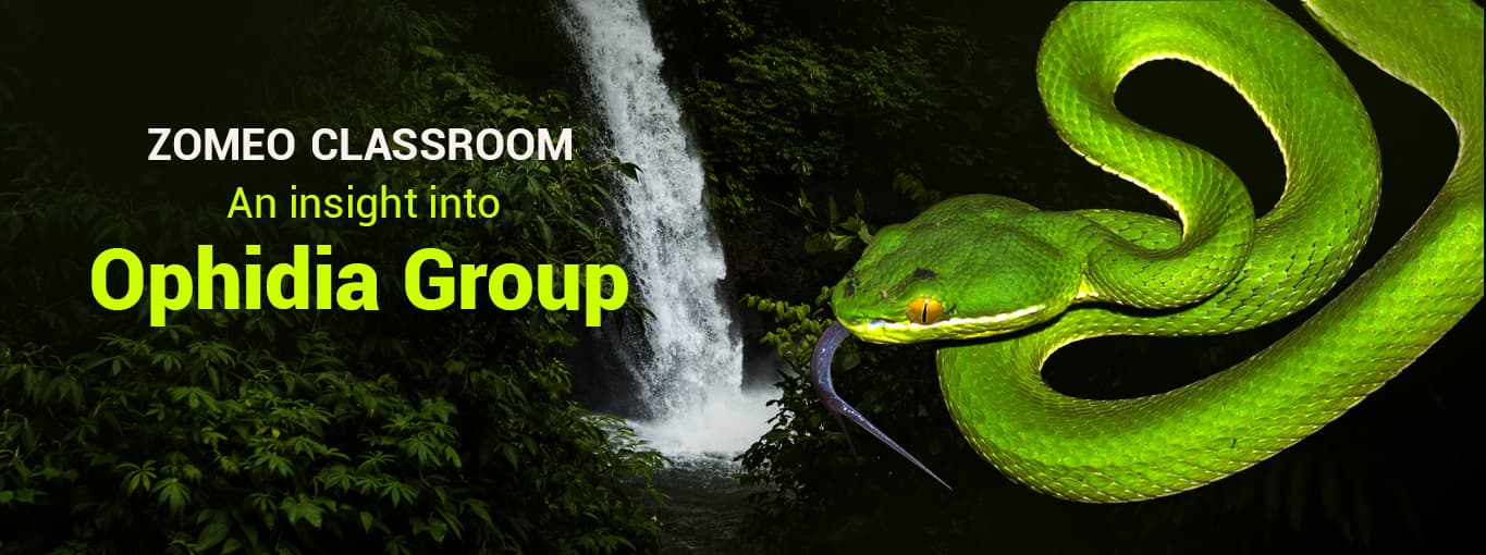 An insight into Ophidia Group