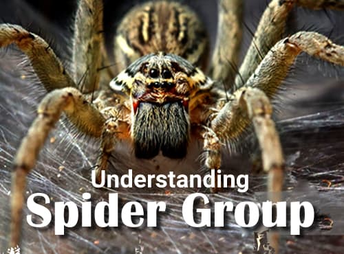 Spider Remedies: A Complete Understanding